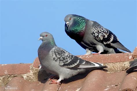 Domestic Pigeon Photos Domestic Pigeon Images Nature Wildlife