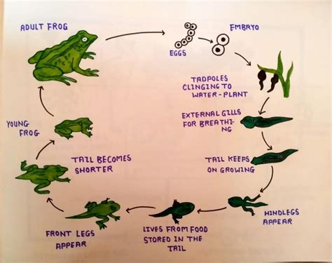 Cbse Diagrams For Class 8 Important For Exams