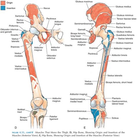 Muscles Of The Lower Limb Origin And Insertion Of Muscles