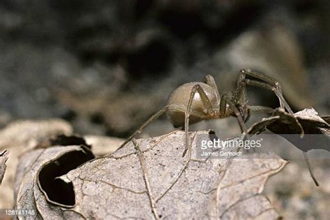 Brown Recluse Spiders Photos And Premium High Res Pictures Getty Images