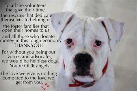 To Our Volunteers Rescue Quotes Animal Rescue Quotes Volunteering
