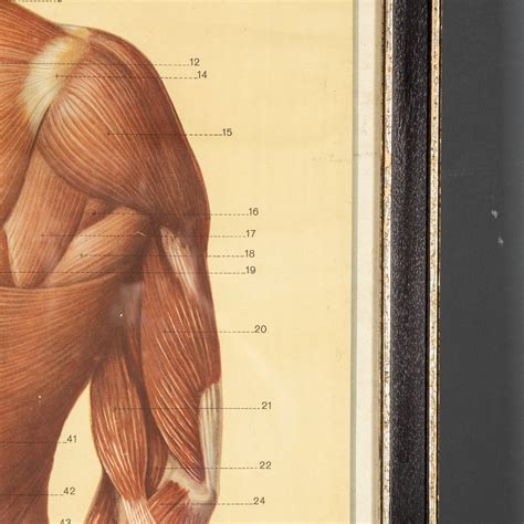 Anatomical Human Muscular Structure Charts By Tanck And Wagelin 1950