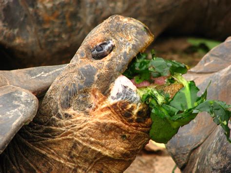From oxford, pete, and graham watkins. Giant tortoise feeding | Charles Darwin Research Station ...
