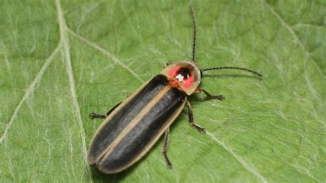 Firefly Brings Light To State Insect Indiana Talks