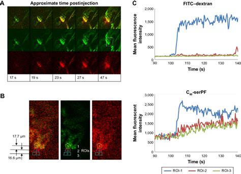 Ivm Image Series And Fluorescence Quantification In Local Rois Of C