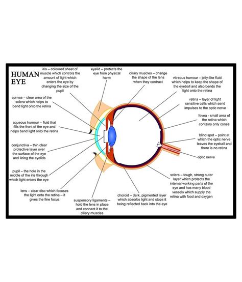 Av Styles Textured Human Eye Diagram And Parts Explained For Biology