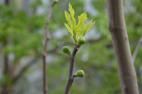 Free Images Spring Flowers Buds Branch Flora Twig Bud Flower