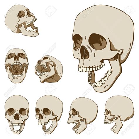 First draw a vertical line down the middle of the face. Animal Skull Stock Vector Illustration And Royalty Free Animal Skull Clipart | Skull drawing ...