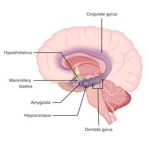 Limbic System Anatomy Concise Medical Knowledge