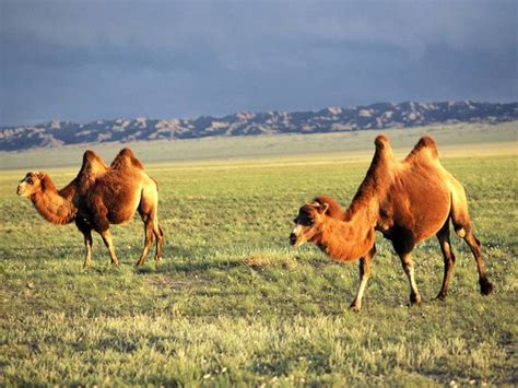 Bactrian Camel Diet Pictures Facts Habitat Behavior Life Cycles