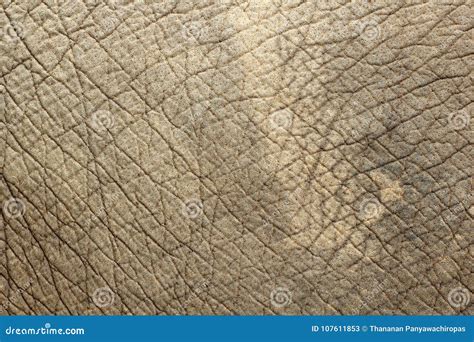 Elephant Skin Texture Background Stock Image Image Of Hide Large