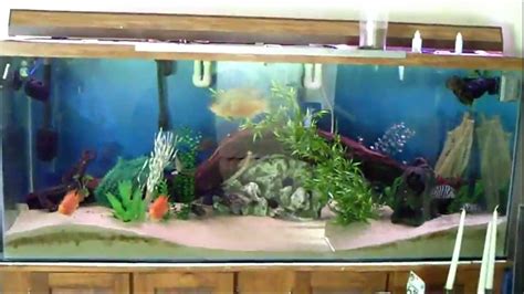 220 Gallon Aquarium Update 10 Monthsavi Youtube