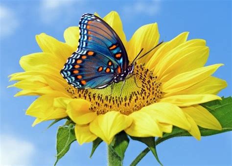 Select from premium butterfly flower of the highest quality. butterfly_flower_01_hd_pictures_166973.jpg (600×431 ...