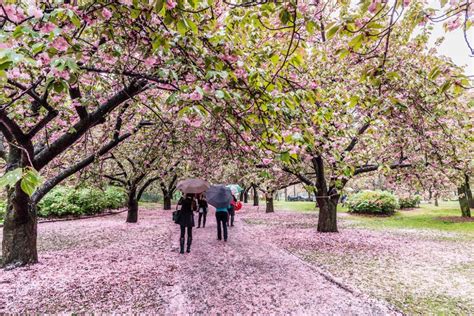 Brooklyn Botanic Garden Cherry Blossom Festival Everything You Need To