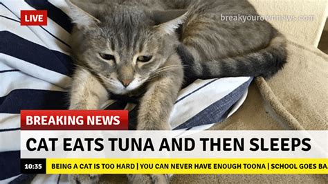 Cat News Cats Funny Cat Memes Silly Cats