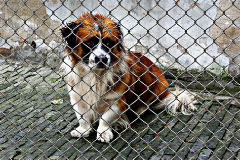 It also applies to other animals if they are kept in captivity. Animal cruelty offences - the proposed increase in ...