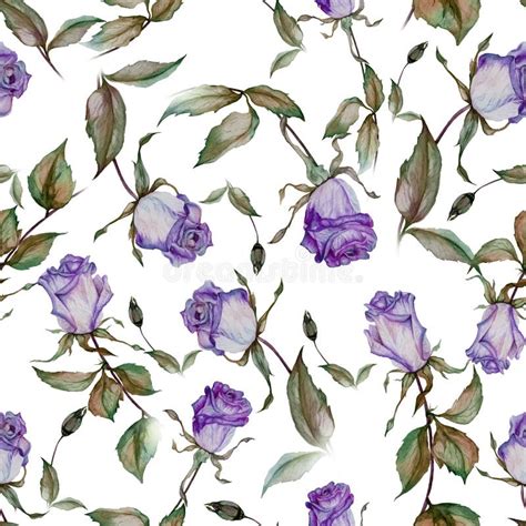 Beautiful Purple Roses On Stems With Leaves On White Background