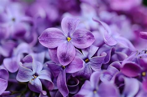 Lilac Flowers Background Lilac Flowers Flower Backgrounds Violet Flower