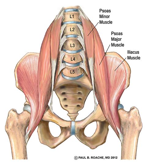 Anatomy Bony Pelvis And Lower Limb Iliopsoas Muscle Article Sexiz Pix