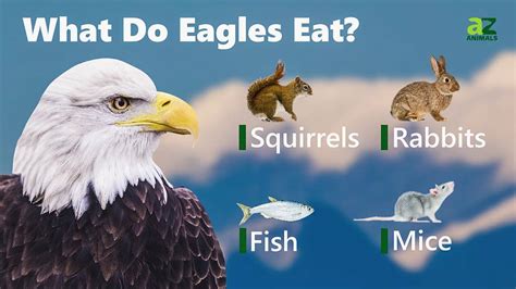 Eagle Bird Facts A Z Animals