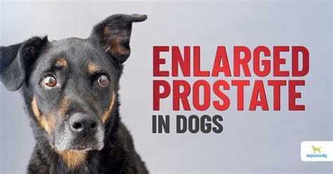 What Happens When A Dog Has An Enlarged Prostate