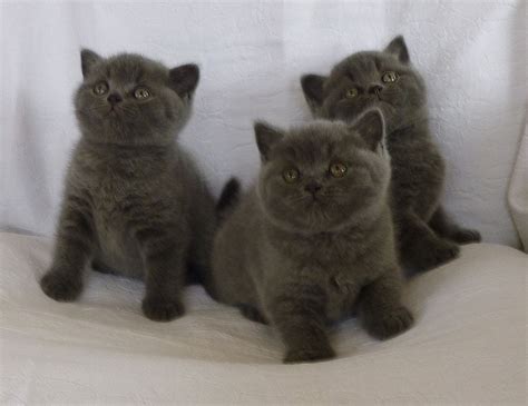 British Shorthair Kittens Ystrad Meurig Ceredigion Pets4homes
