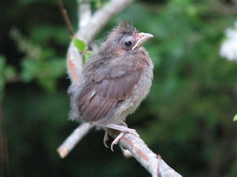 Pictures Of Birds Cardinals Nesting Baby Cardinals Cardinal Birds