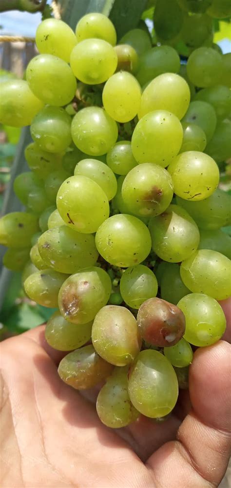We did not find results for: mengatasi Lalat Buah pada anggur | Pohon Anggur Genjah