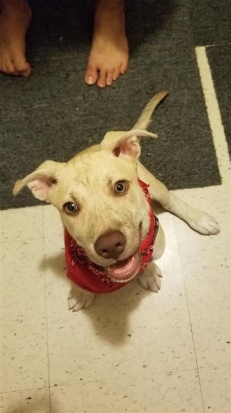 Shop for all of your pet needs at chewy's online pet store. Reddit meet my new pitsky, Tokami! He likes eating cat ...