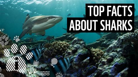 Top Facts About Sharks Wwf Youtube