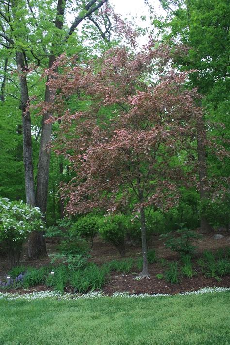 Fagus Sylvatica ‘roseomarginata Tricolor Beech Tree Hickory Hollow