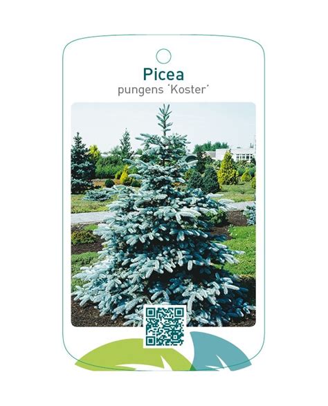 Picea Pungens ‘koster