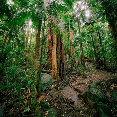 Tropical Palms Large Fig Tree Rainforest Landscape Stock Photo Image