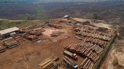 0 Result Images Of What Is Logging In The Amazon Rainforest Png Image