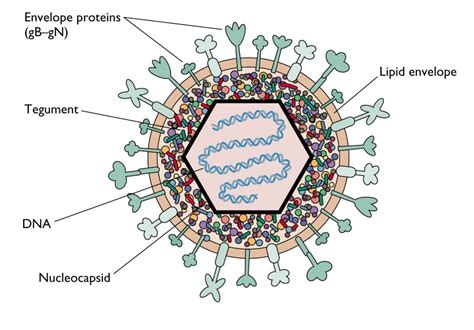 Virus Structure And Symmetry Online Biology Notes