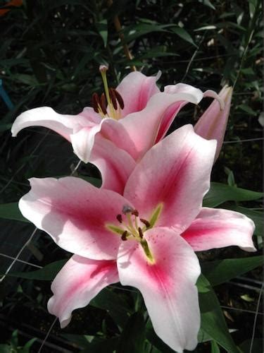 Buy Lily Bulbs Marriott Oriental Trumpet Lily Bulbs From The Gold
