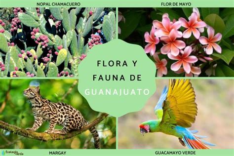 Flora Y Fauna De Mexico SexiezPicz Web Porn