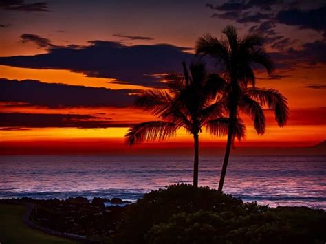 Palm Tree Hawaiian Sunset Sunset Wallpaper Sunsets Hawaii