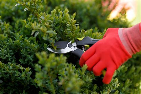 When To Trim Bushes Inexpensive Tree Care