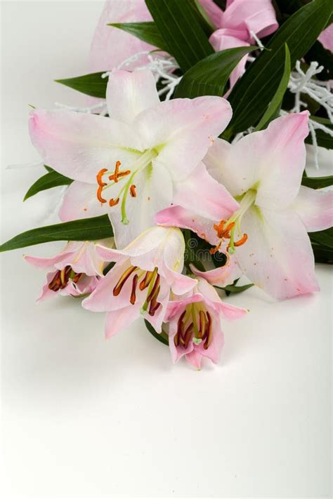 Bouquet Of Pink Lily Flower Stock Photo Image Of Bloom Design 64017498