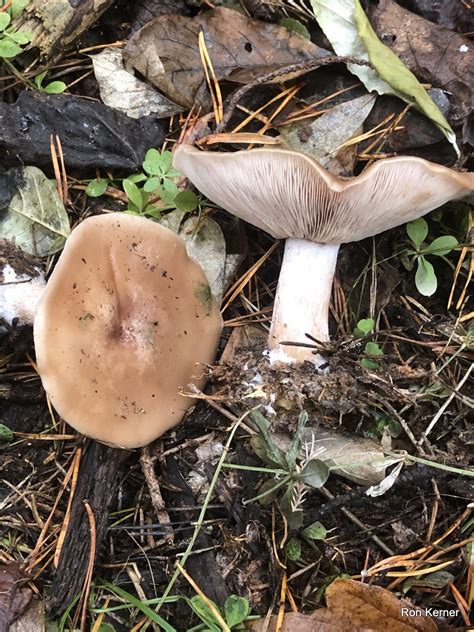 Lepista nuda at Indiana Mushrooms