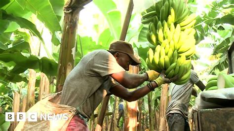 Cultivating Angolas Banana Crop Bbc News