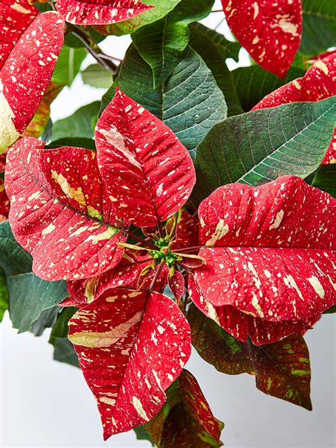 Heres How To Have The Most Beautiful Poinsettias For The Holidays