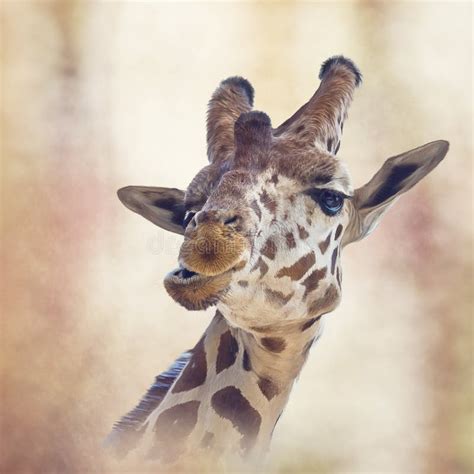 Giraffe Head Digital Painting Stock Photo Image Of African Wildlife