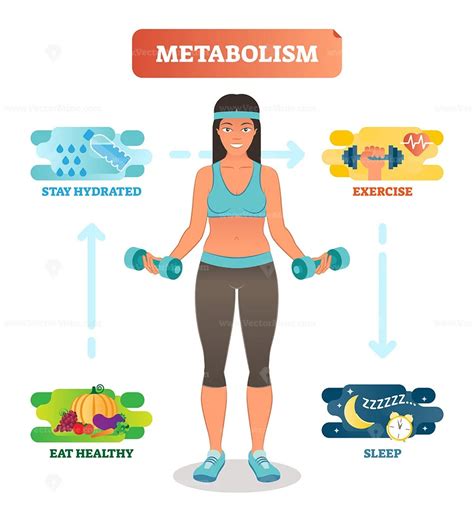 Metabolism Concept Vector Illustration Diagram Biochemical Body Cycle