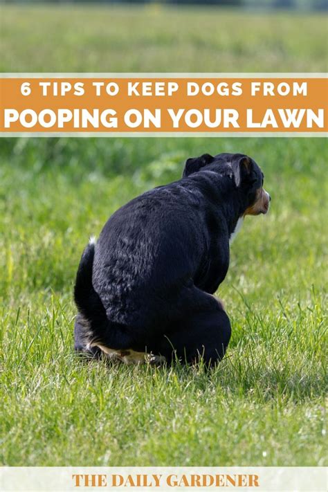 How To Keep Dog Poop Off Your Lawn