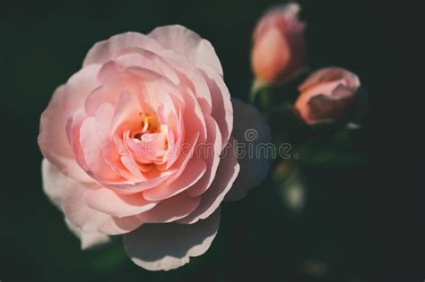 Pink Rose Closeup Photography Picture Image 115203043