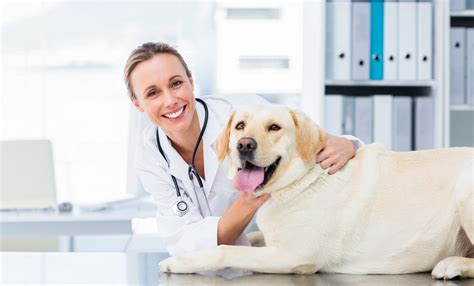 Welcome to park animal hospital & wellness center. Services in Clearwater, FL | All Pet Care Hospital