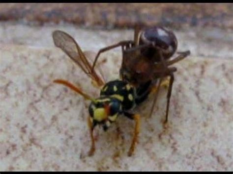 Brings you and exclusive carnage in. Black Widow Spider Traps Queen Wasp | FunnyCat.TV