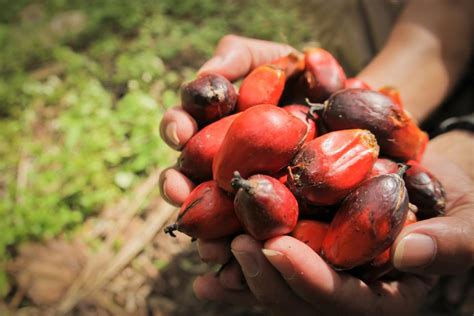 Palm oil analysts project crude palm oil (cpo). Of bountiful harvest for oil palm planters and CPO price ...